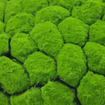 Moss Sintetis